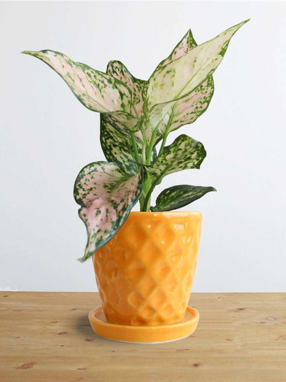 Buy beautiful small indoor Aglaonema Pink Valentine potted in a high-quality yellow ceramic pot online