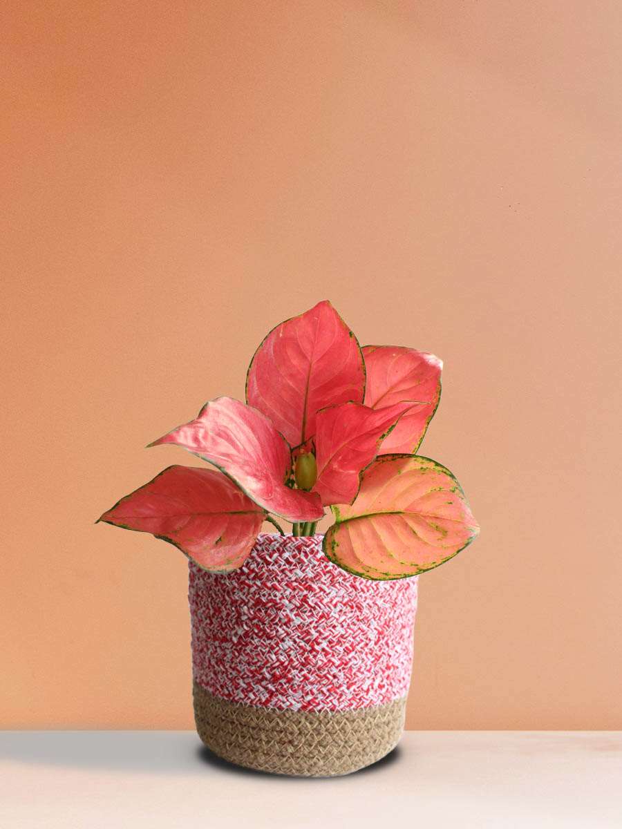 Gift beautiful plant Aglaonema red anjamani in eco friendly pink cotton planter online 