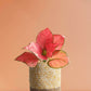 Shop stunning medium indoor plant Aglaonema red anjamani in eco friendly yellow cotton pot online 