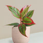 Aglaonema Red Lipstick Plant Gift in Eco Pot (Small)