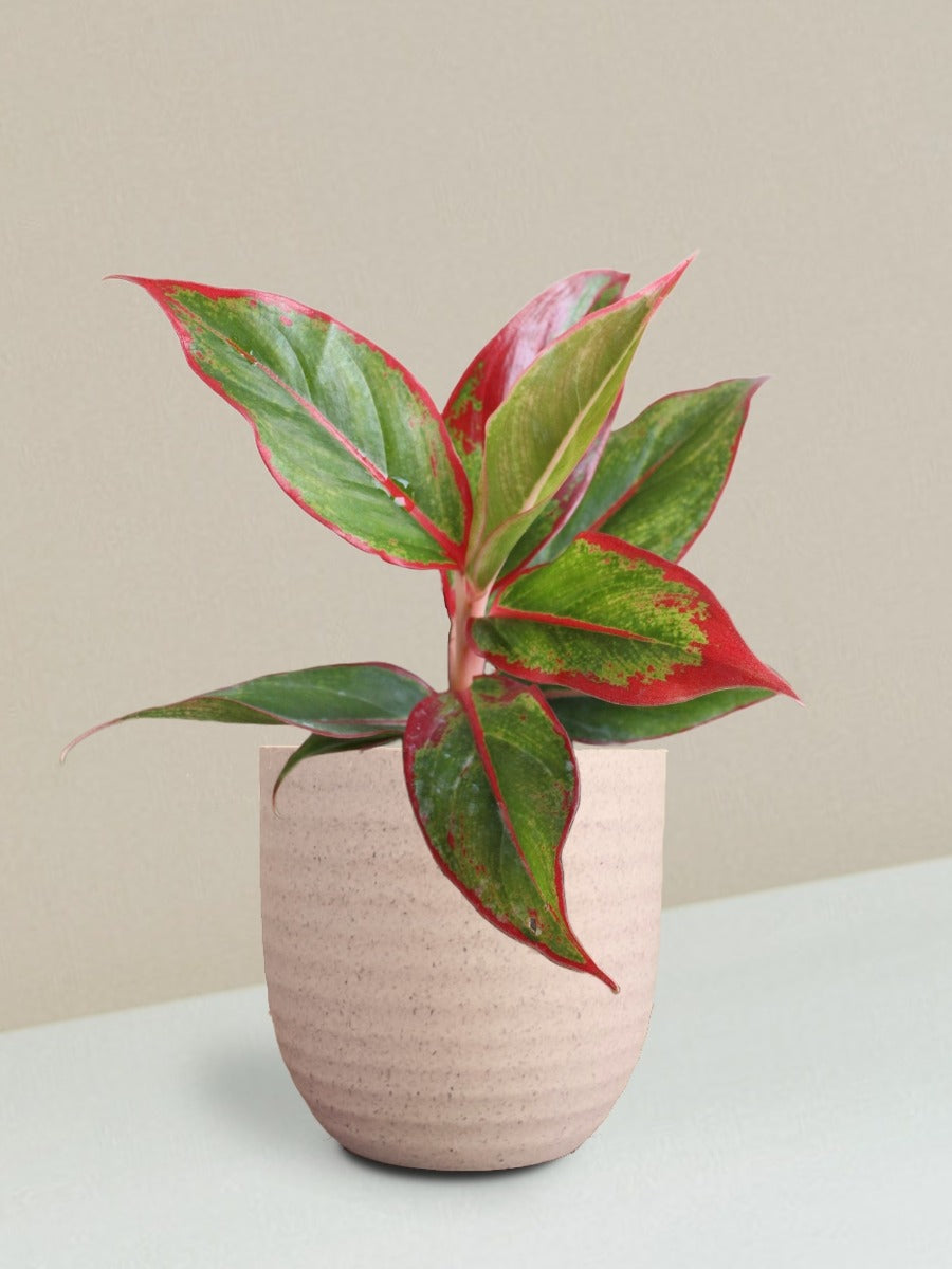 Aglaonema Red Lipstick Plant Gift in Eco Pot (Small)