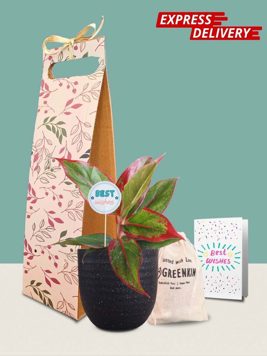 Live Air Plant Gift Set | Handmade plant, Plant gifts, Unique terrarium