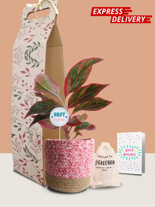 Aglaonema Red Lipstick Plant Gift in Eco Pot (Medium)