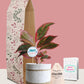 Aglaonema Red Lipstick Plant Gift in Eco Pot (Medium)