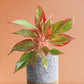 Order Large indoor plant Aglaonema lipstick in premium grey cotton  pot online