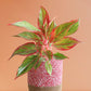Buy beautiful indoor plant Aglaonema red lipstick in eco-friendly pink cotton  planter online