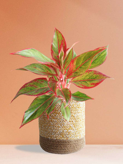Shop Stunning large houseplant Aglaonema red lipstick in high quality  yellow cotton  planter in India