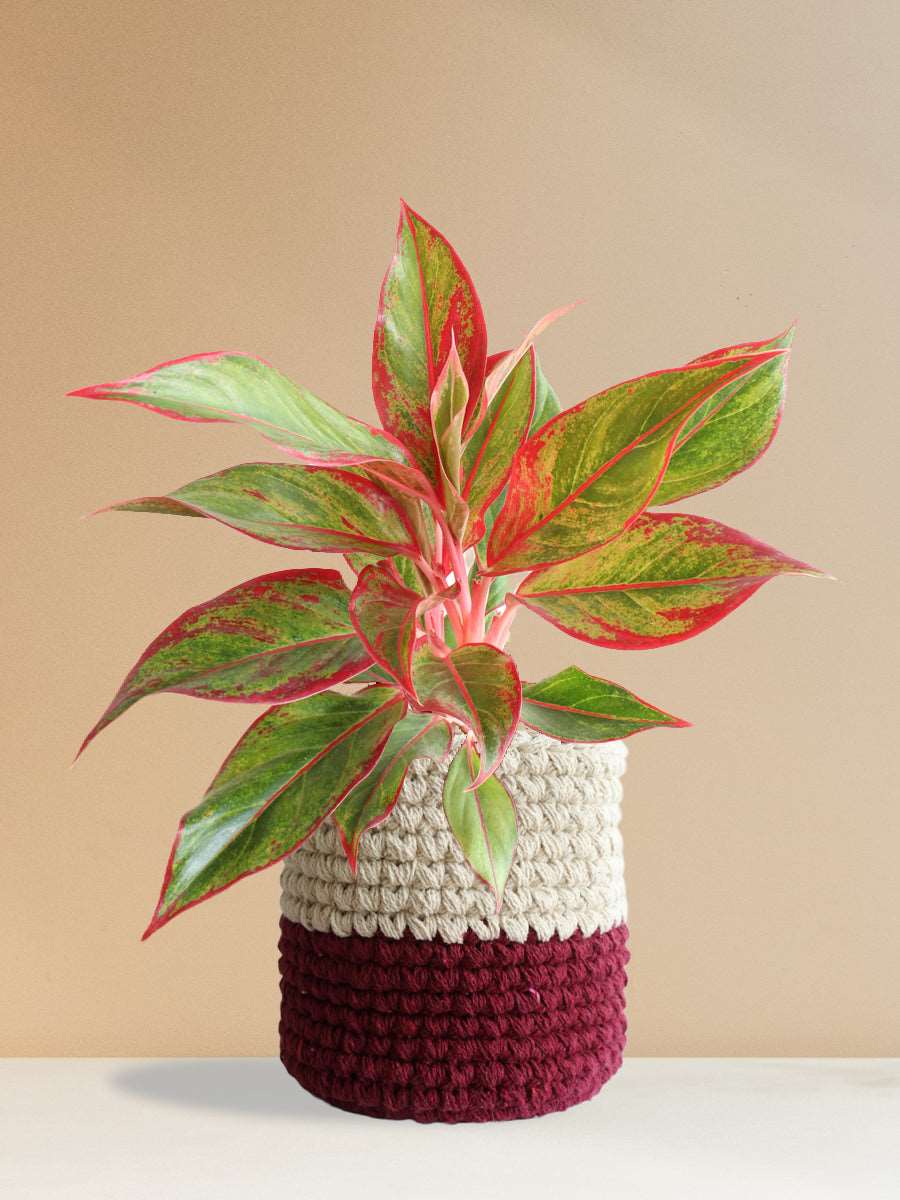 Shop Beautiful potted houseplant Aglaonema red lipstick in eco-friendly red knitted cotton  planter online