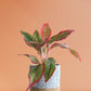 Order medium indoor plant Aglaonema lipstick in premium grey cotton  pot online