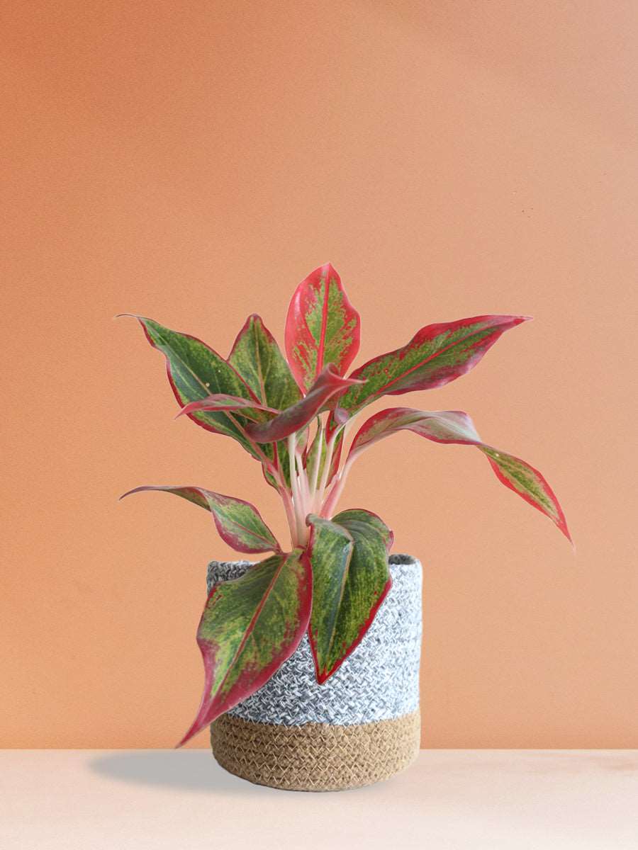 Order medium indoor plant Aglaonema lipstick in premium grey cotton  pot online