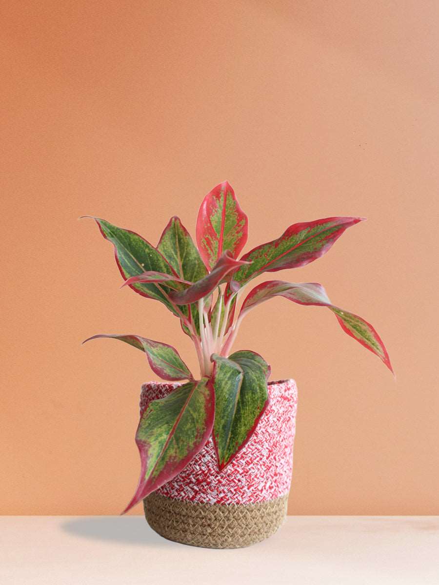 Buy gorgeous medium  plant Aglaonema red lipstick in high quality brown jute pot online