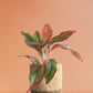 Shop Medium houseplant Aglaonema red lipstick in high quality  yellow cotton  planter in India
