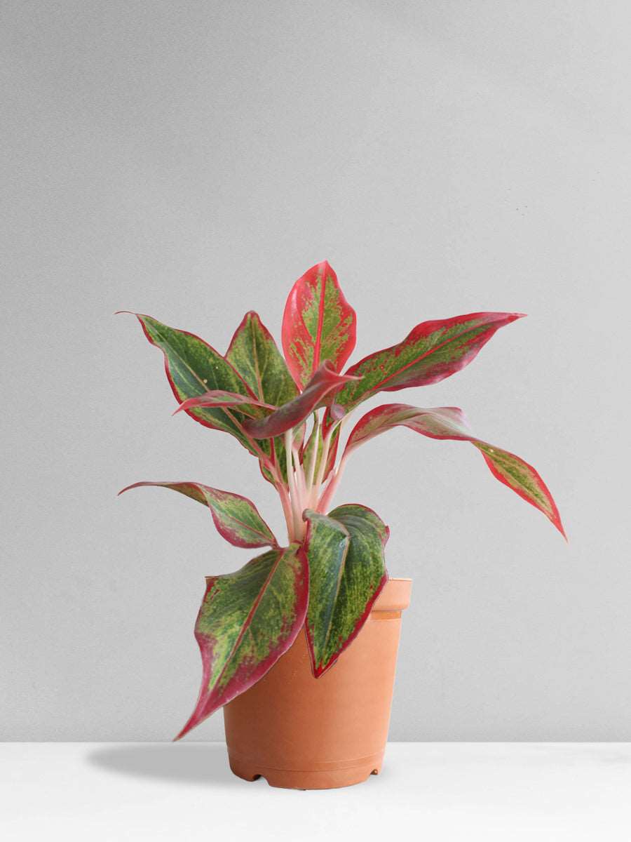 Aglaonema Red Lipstick (Medium)