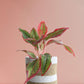 Buy gorgeous  plant Aglaonema red lipstick in high quality brown jute pot online