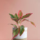 Gift colorful Aglaonema red lipstick plant in premium white  jute planter in India