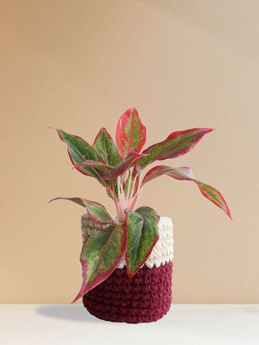 Shop Beautiful potted houseplant Aglaonema red lipstick in eco-friendly red knitted cotton  planter online