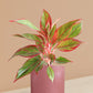 Aglaonema Red Lipstick Plant in Ceramic Pot (Large)