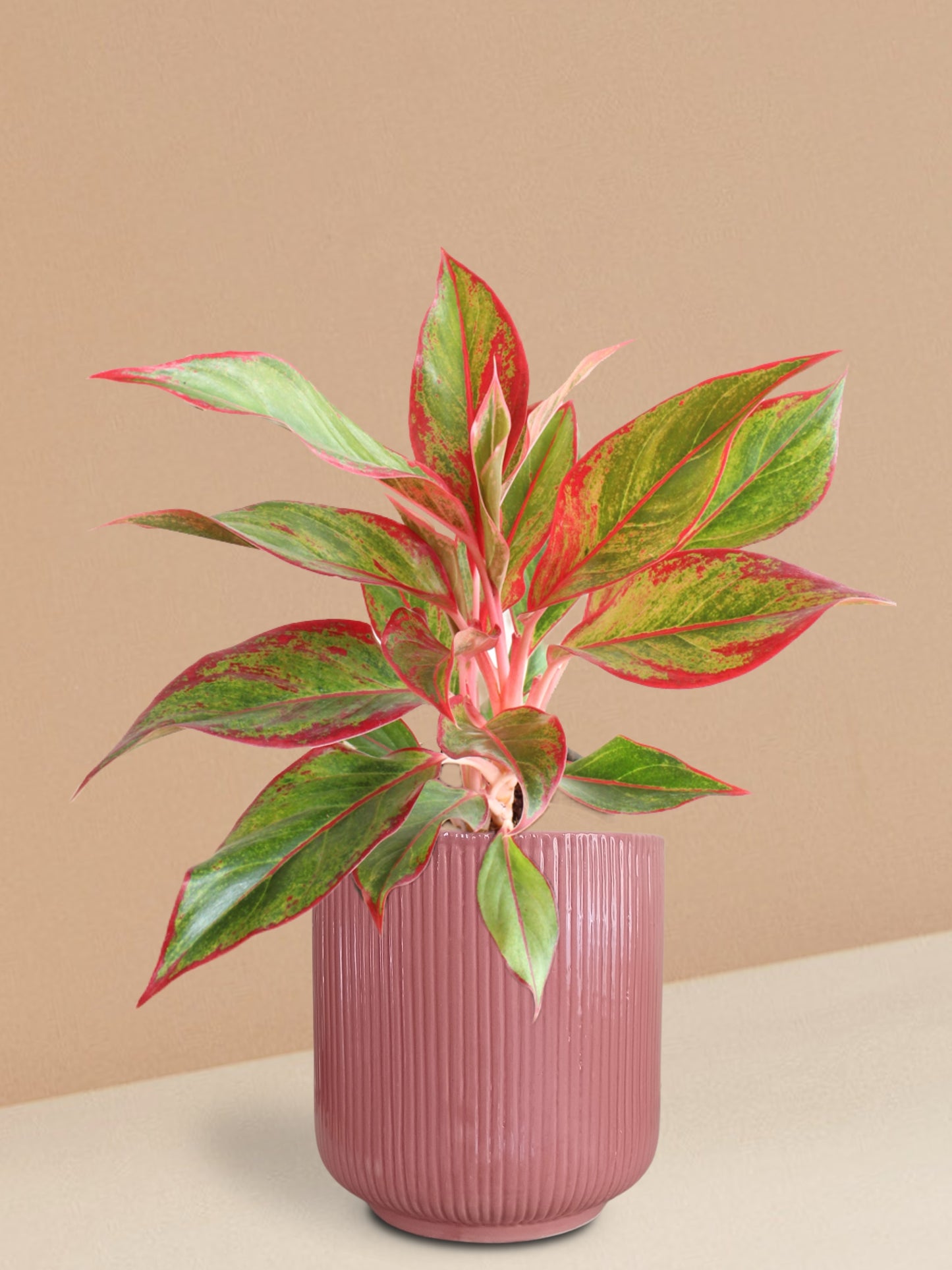 Aglaonema Red Lipstick Plant in Ceramic Pot (Large)