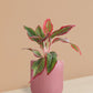 Aglaonema Red Lipstick Plant in Ceramic Pot (Medium)