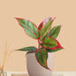 Aglaonema Red Lipstick (Small) in Eco Pot