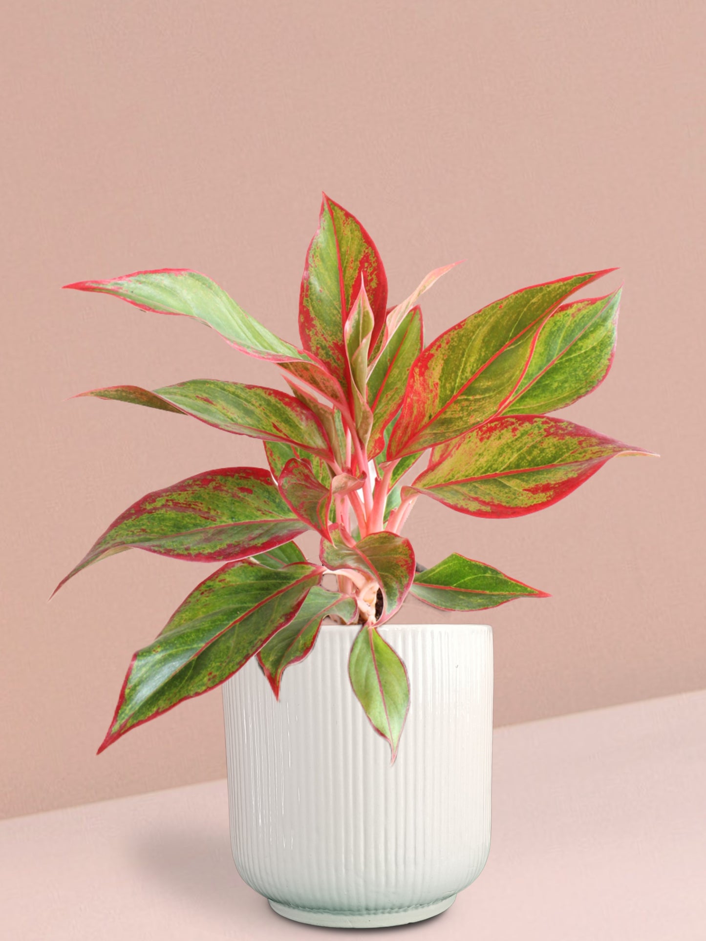 Aglaonema Red Lipstick Plant in Ceramic Pot (Large)