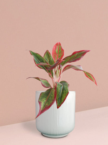 Aglaonema Red Lipstick Plant in Ceramic Pot (Medium)