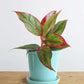 Gift colorful Aglaonema red lipstick plant in premium blue elementary ceramic pot in India