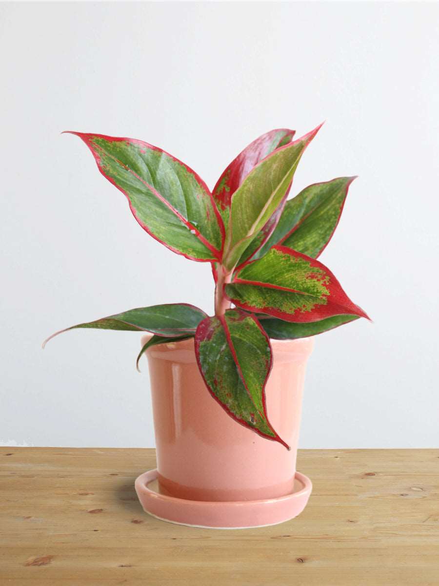 Buy gorgeous small plant Aglaonema red lipstick in high quality pink ceramic pot online