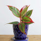 Shop Beautiful potted houseplant Aglaonema red lipstick in eco-friendly navy blue pot online