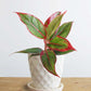 Order small indoor plant Aglaonema lipstick in premium Hawaiian white ceramic pot online