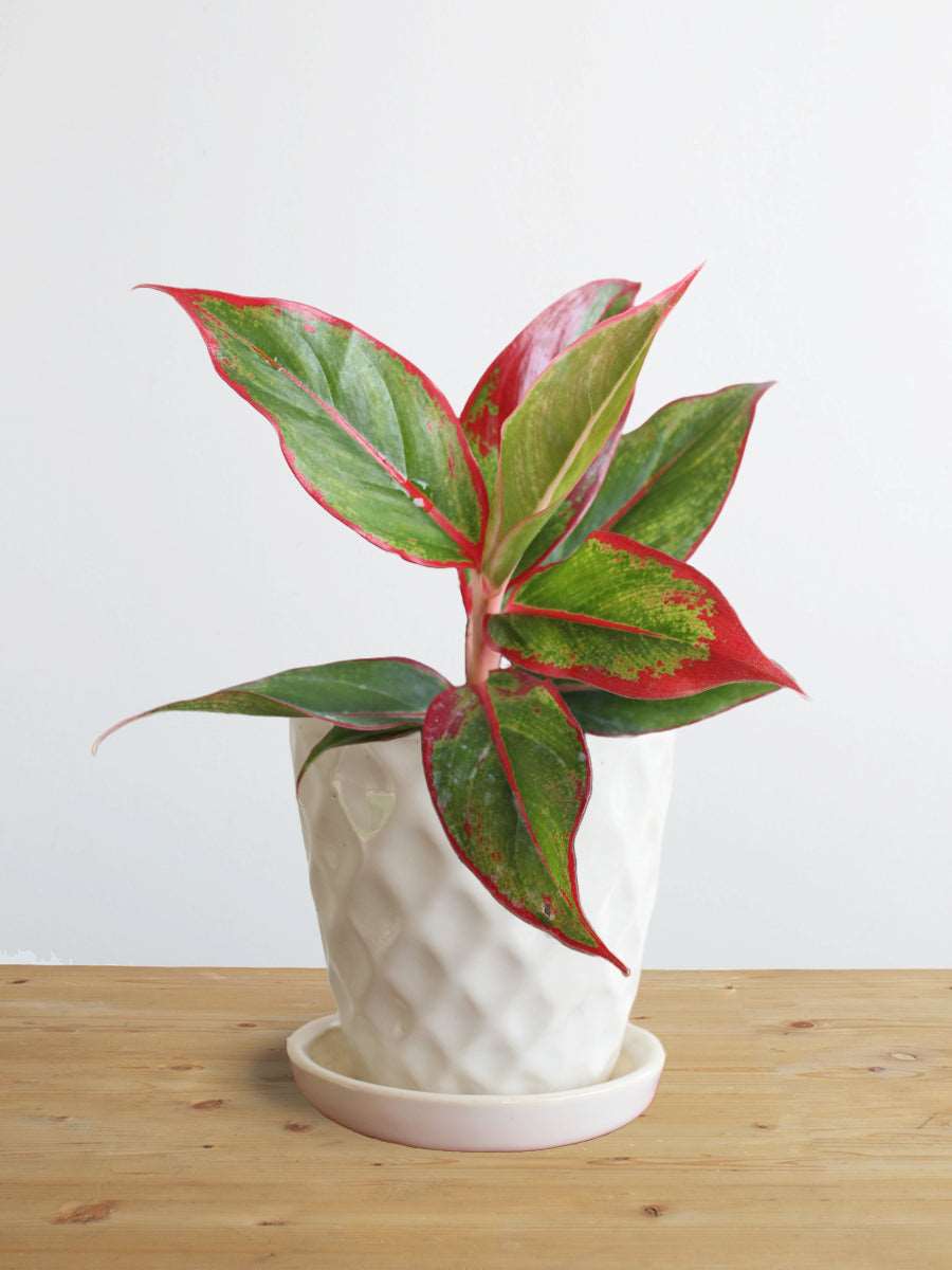 Order small indoor plant Aglaonema lipstick in premium Hawaiian white ceramic pot online