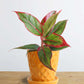 Shop Stunning small houseplant Aglaonema red lipstick in high quality  yellow Hawaiian ceramic pot in India