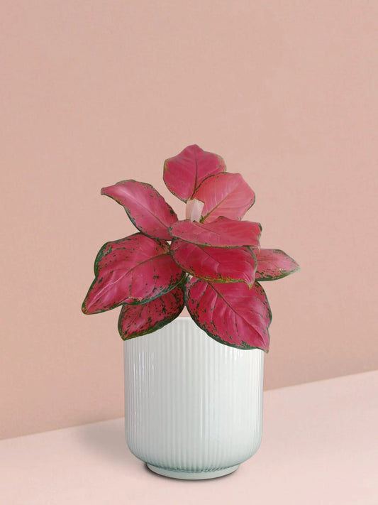 Aglaonema Red Ruby Plant in Ceramic Pot (Medium)