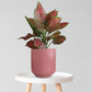 Aglaonema Red Valentine Plant in Ceramic Pot (Medium)