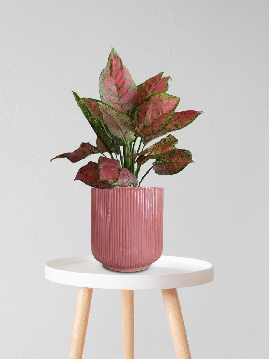 Table Top Plants | Buy Table Plants for Home – Greenkin
