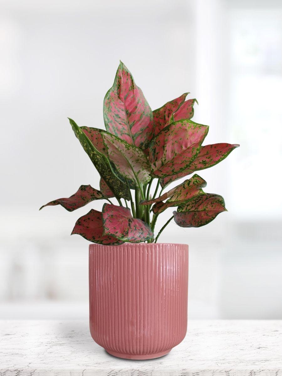 Aglaonema Red Valentine Plant in Ceramic Pot (Medium)