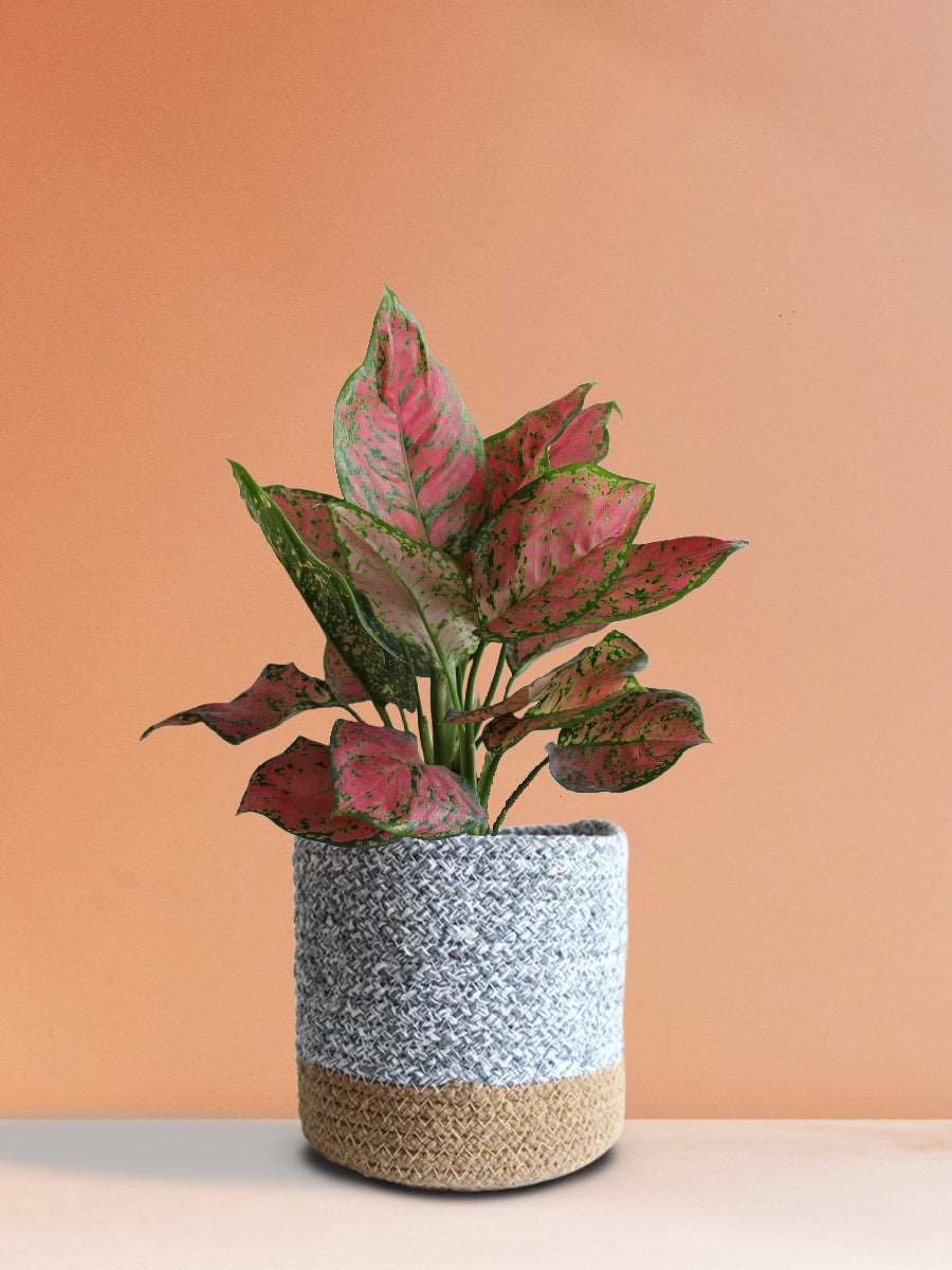 Order medium indoor plant Aglaonema valentine in premium grey cotton  pot online