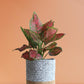 Aglaonema Red Valentine Plant Gift in Eco Pot (Medium)