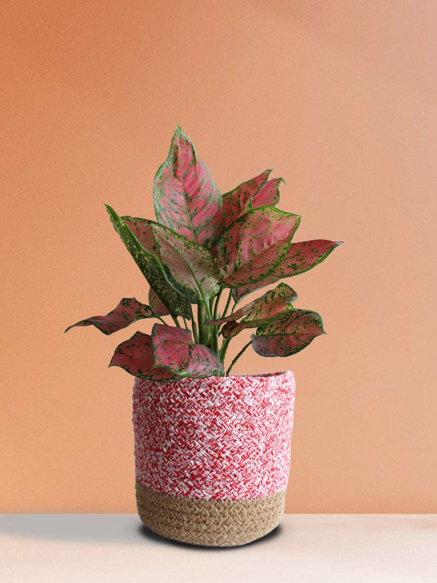 Buy gorgeous medium potted indoor Aglaonema red Valentine in high quality pink cotton planter online