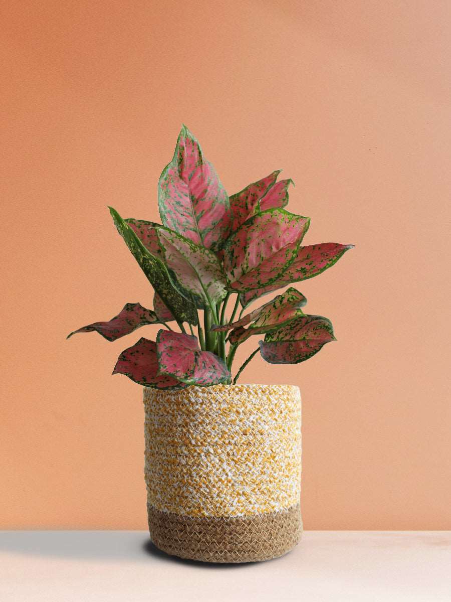 Shop Stunning houseplant Aglaonema red valentine in high quality  yellow cotton  planter in India