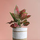 Gift colorful Aglaonema red valentine plant in premium white  jute planter in India