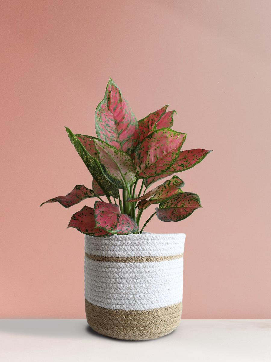 Aglaonema Red Valentine Plant Gift in Eco Pot (Medium)