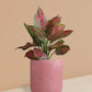 Aglaonema Red Valentine Plant in Ceramic Pot (Medium)