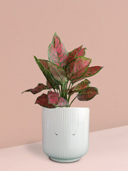 Aglaonema Red Valentine Plant in Ceramic Pot (Medium)