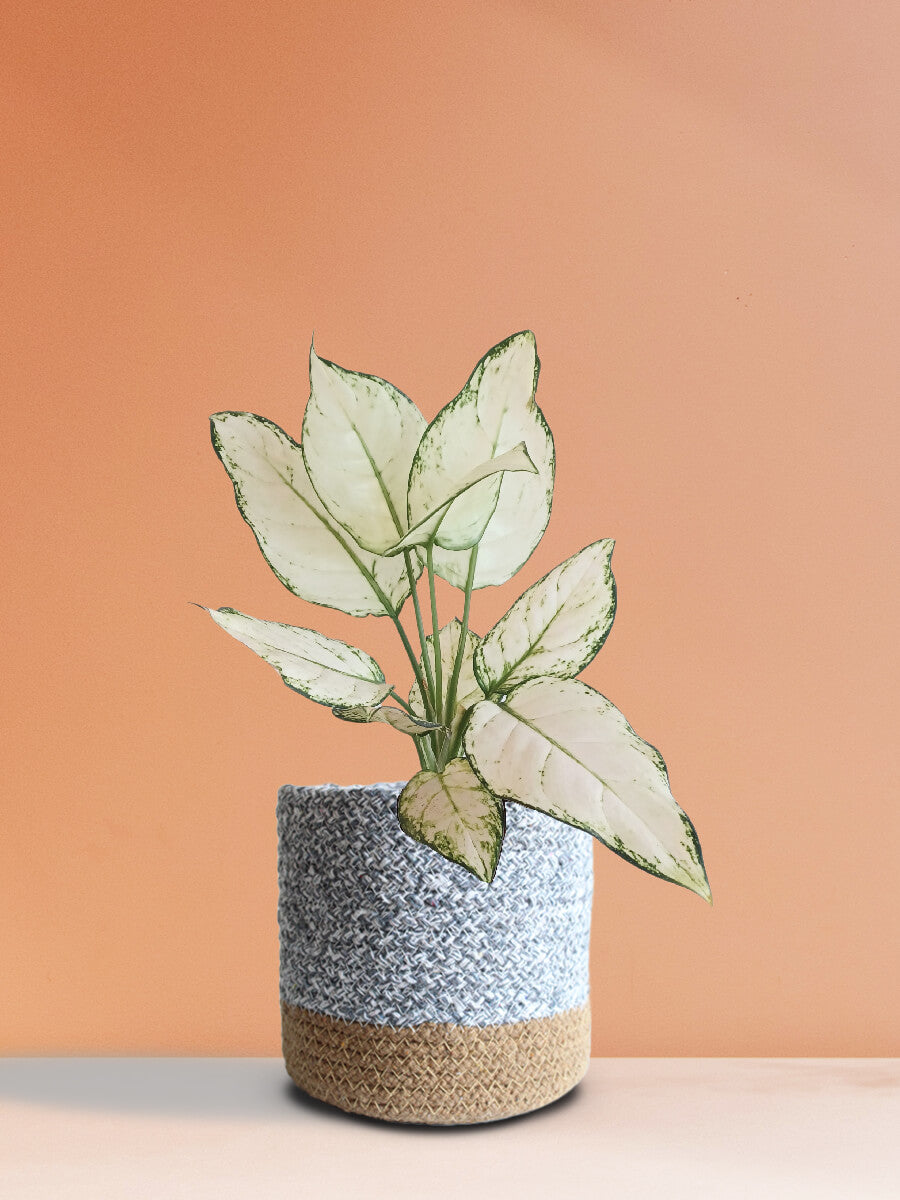 Aglaonema Super White (Medium)