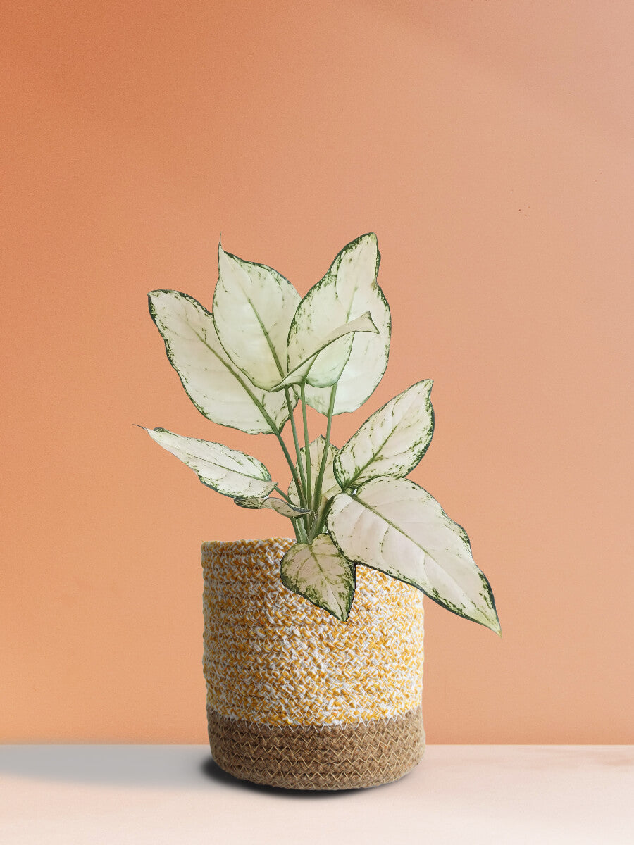 Aglaonema Super White (Medium)