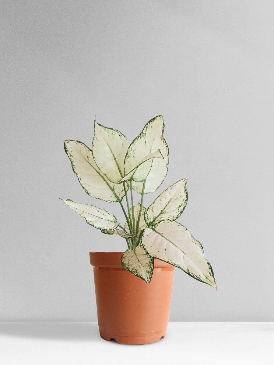 Aglaonema Super White (Medium)