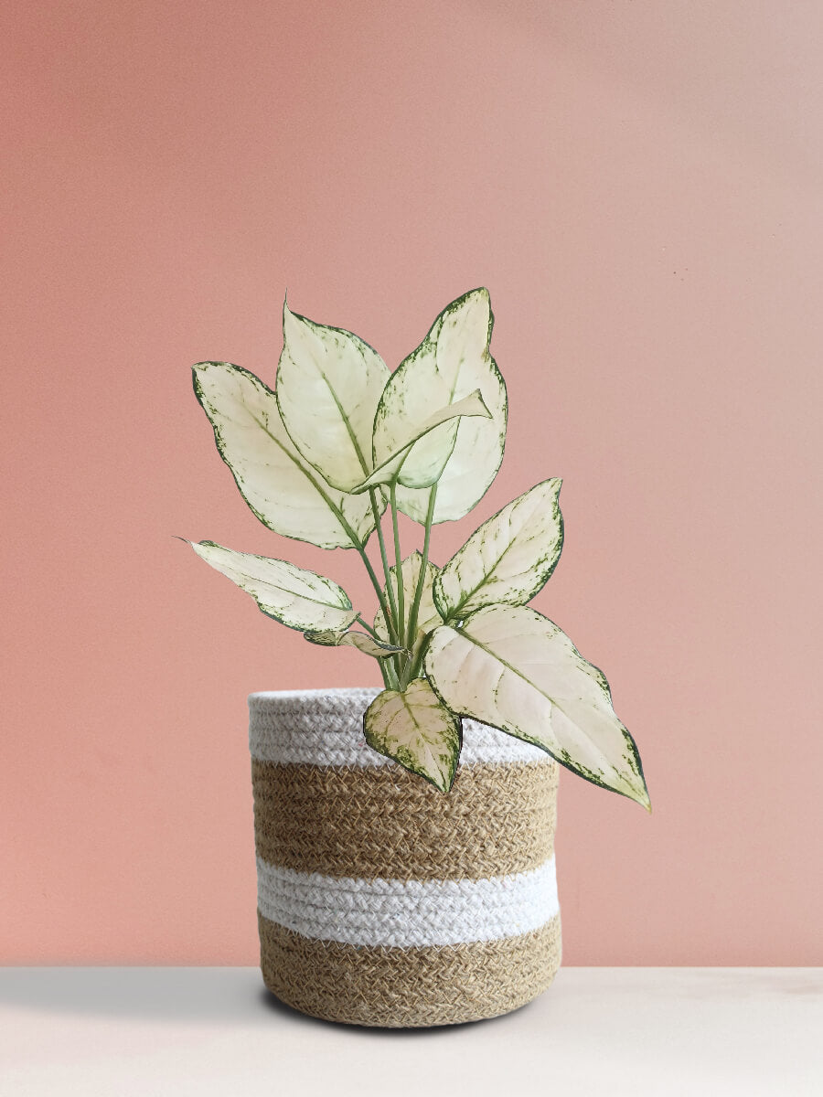 Aglaonema Super White (Medium)