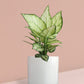 Aglaonema Super White Plant in Ceramic Pot (Medium)