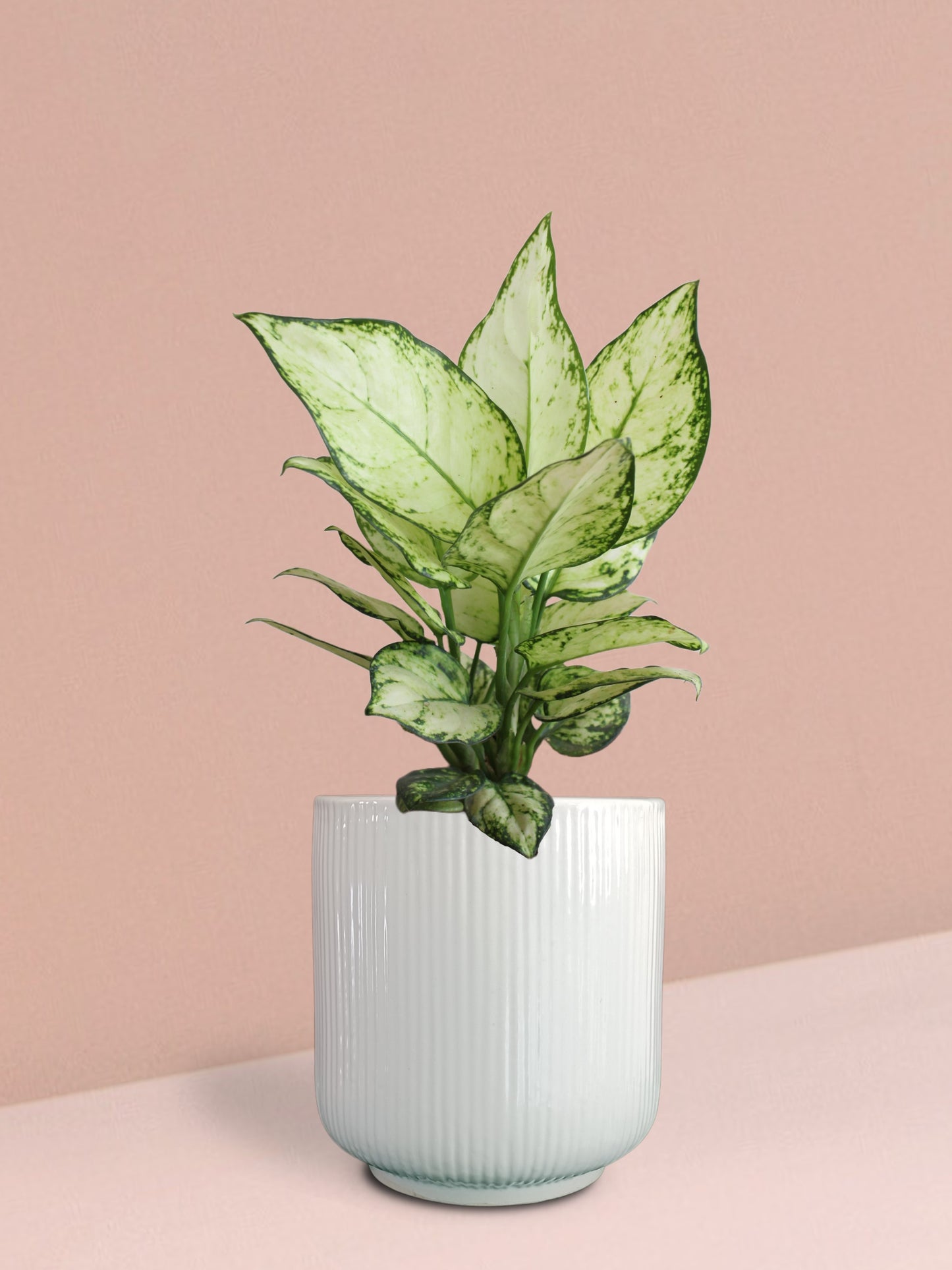 Aglaonema Super White Plant in Ceramic Pot (Medium)